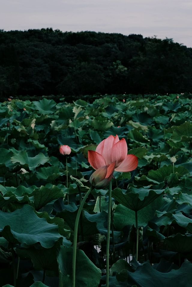 杭州周邊賞荷好去處🪷夏日頂流真係太驚艷
