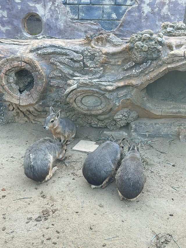 大連森林動物園高空漂流｜刺激到想喊媽！