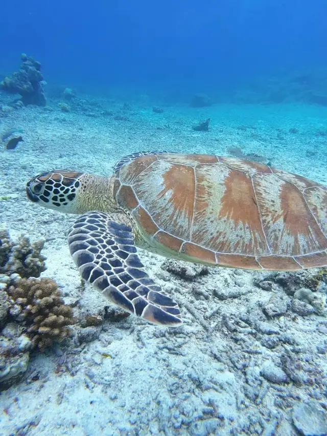 Honestly, Kota Kinabalu and Semporna are perfect overseas destinations for family trips with kids