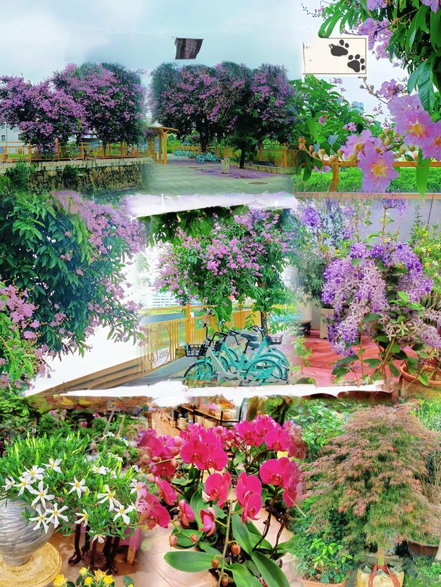陳村花卉世界｜佛山陳村，粉紅色的浪漫，紫薇花盛放