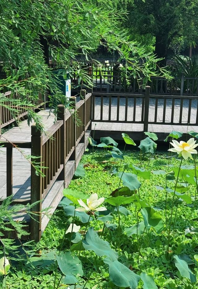 住錦江之星品尚，逛五緣灣濕地公園