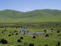 🛤️ A Hidden Tibetan Circuit: 5 Days Across Langmusi, Xiahe & Tongren