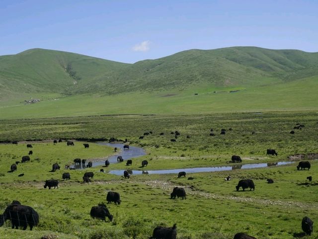 🛤️ A Hidden Tibetan Circuit: 5 Days Across Langmusi, Xiahe & Tongren