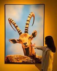 昆明新展！！BBC EARTH展覽超震撼！