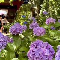 【東京周邊隱世賞花地！本土寺紫陽花美到似動畫場景！】