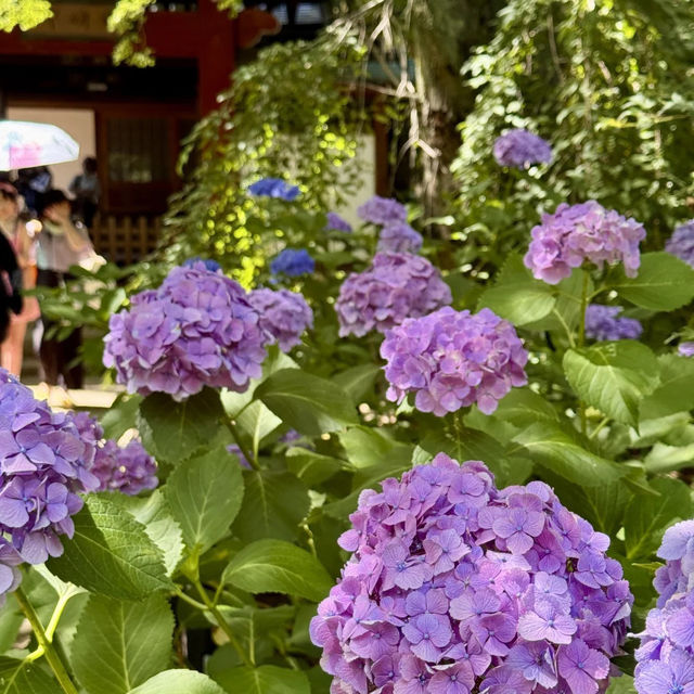 【東京周邊隱世賞花地！本土寺紫陽花美到似動畫場景！】