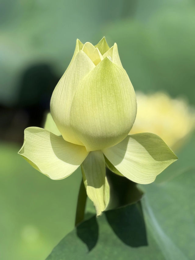盛夏時節，一定要去一趟廣州蓮花山啊