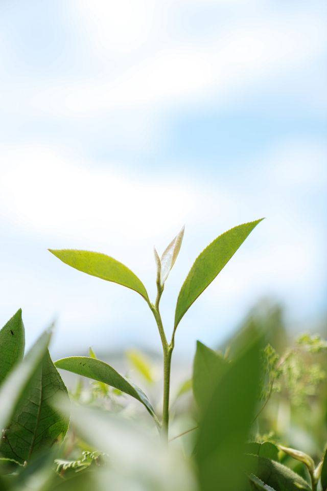 夏日武夷，揭秘岩茶誕生的「心」旅程