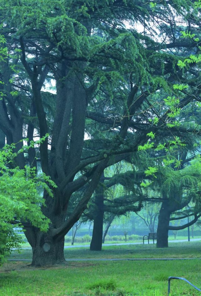 雨後獨享天壇秘境