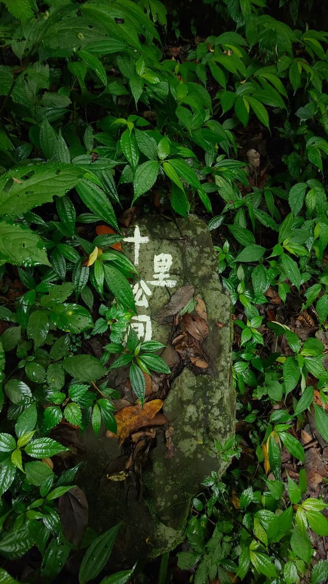 這個夏天，我把自己徹底交給了森林。
