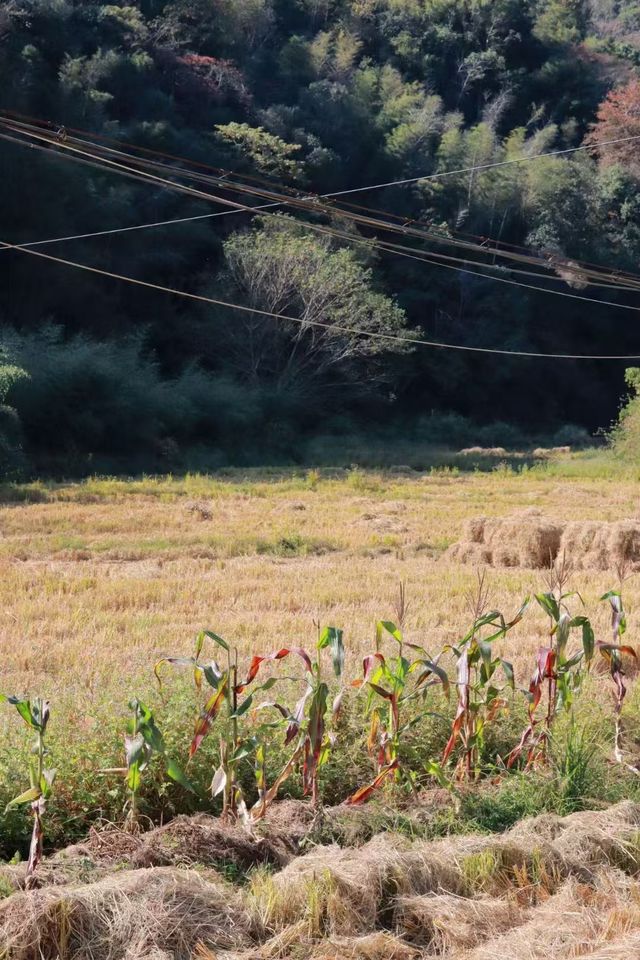 小河彎彎，秋日草坪上的慢時光