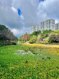 冬季旅居-普洱！
