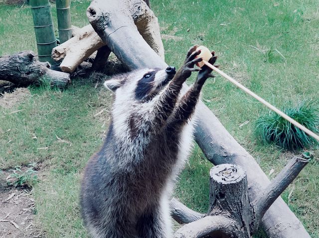 我和長頸鹿有個約會