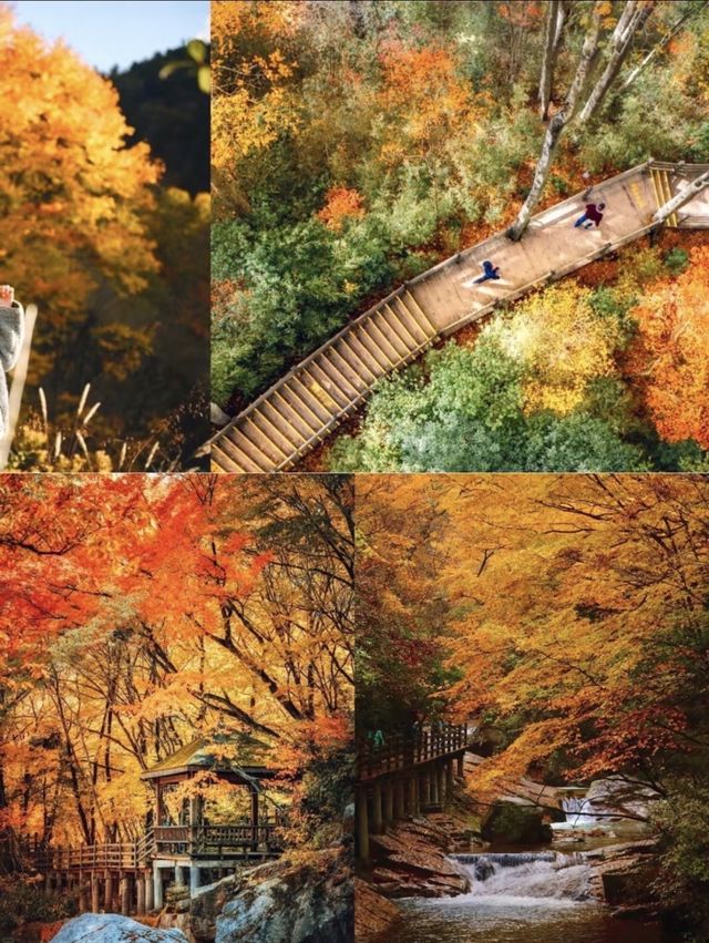 光霧山紅葉瘋了！這680平方公里的秋景美到爆