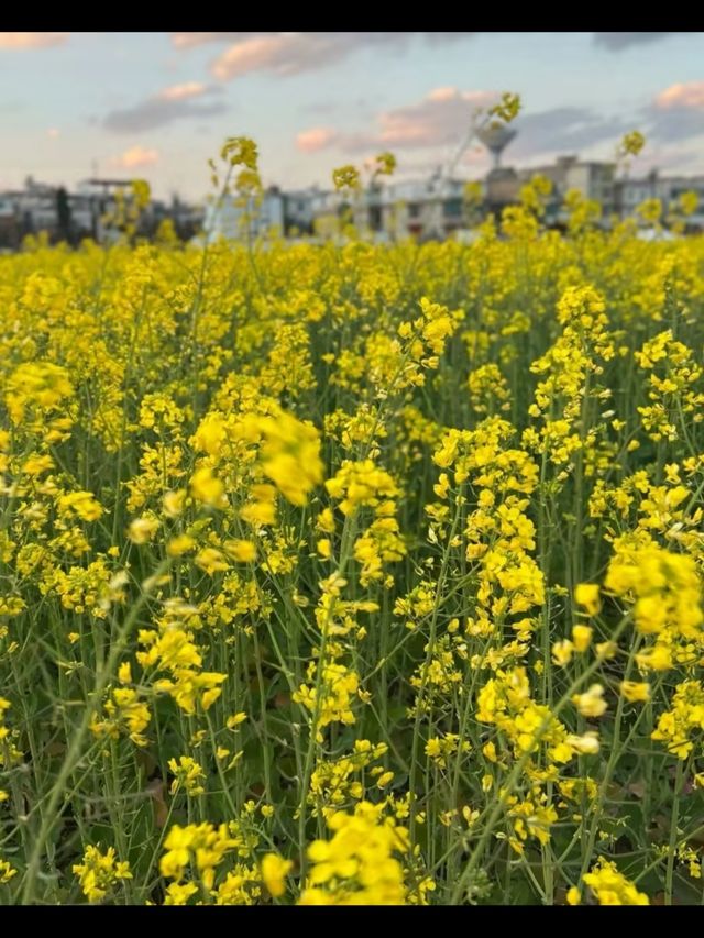七彩花海在雲端！昆明福保村假裝在新西蘭