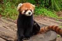 來普洱太陽河森林公園，去動物家裡做客