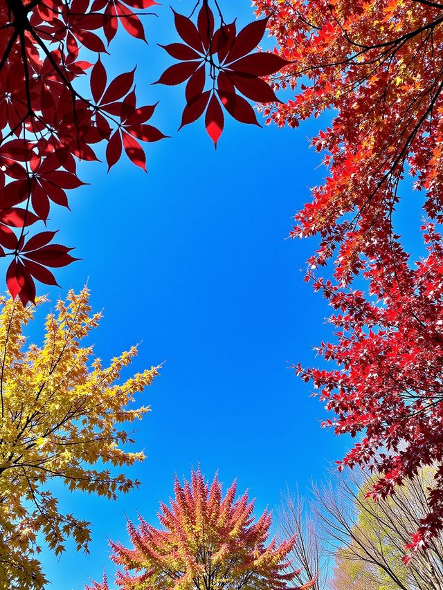 日光紅葉，秋日限定
