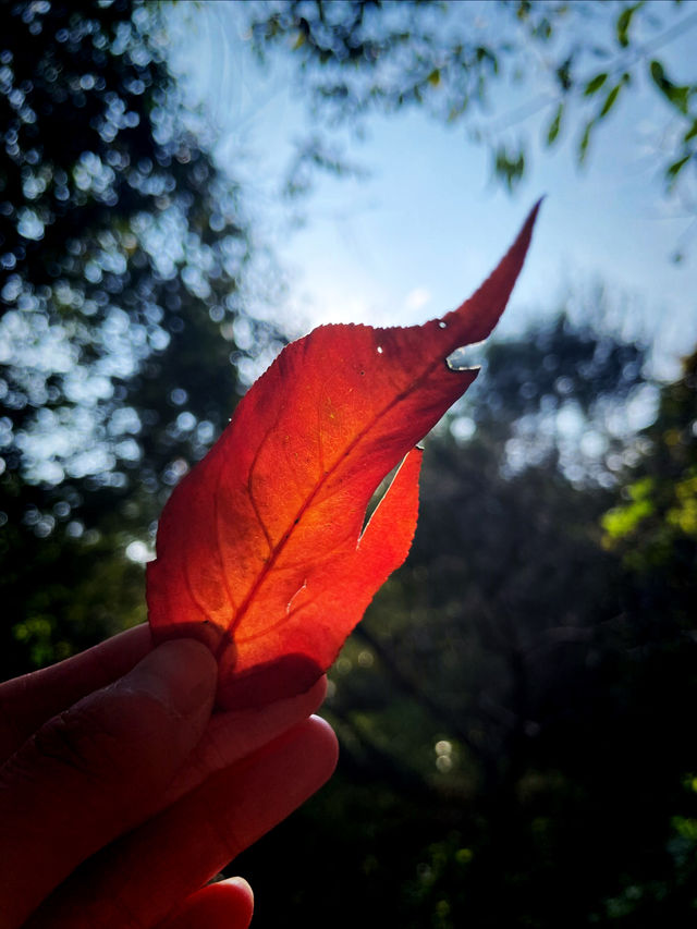 香山紅葉限定指南