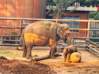 濟南動物園新晉頂流！2個月的小象寶寶必看，治癒一切不開心！