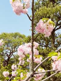 🌸 Throwback | Tokyo Sakura Chronicles: Where Temples & Parks Dance in Pink! 🌸