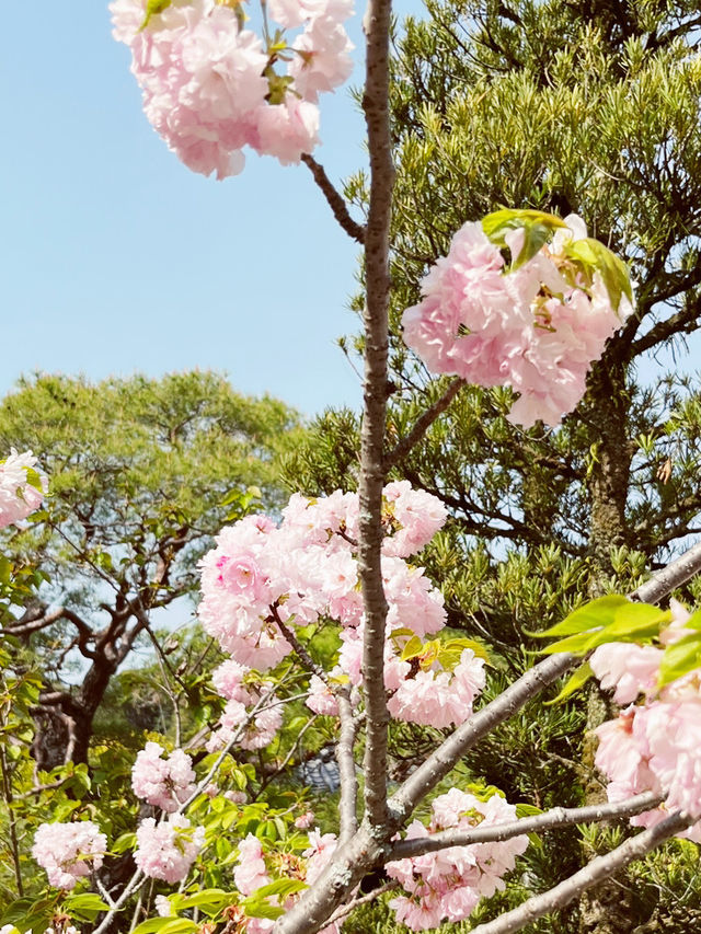 🌸 Throwback | Tokyo Sakura Chronicles: Where Temples & Parks Dance in Pink! 🌸 🌸 Throwback | Tokyo Sakura Chronicles: Where Temples & Parks Dance in Pink! 🌸