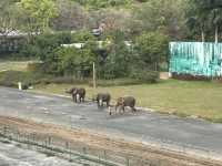 🐅 深圳野生動物園｜邊喝咖啡邊看「百獸盛宴」的奇幻體驗