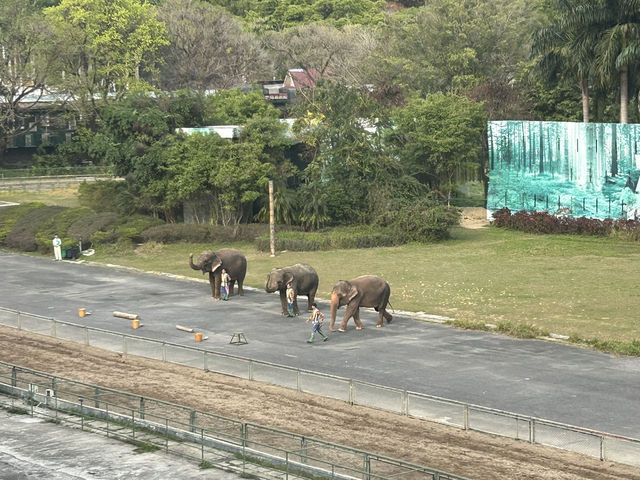 🐅 深圳野生動物園｜邊喝咖啡邊看「百獸盛宴」的奇幻體驗