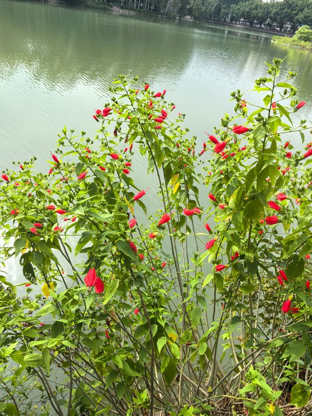 福州西湖公園美景
