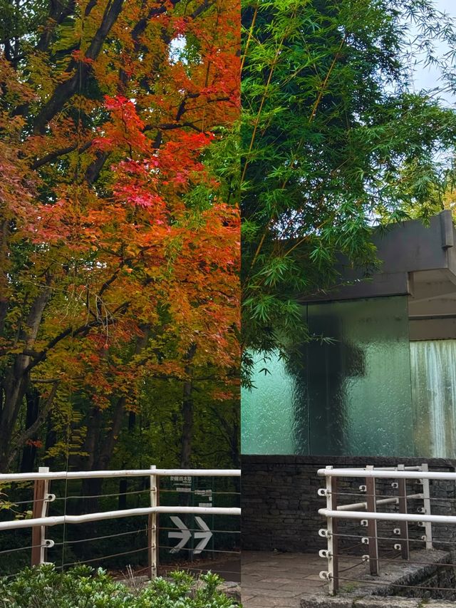 秋日必打卡昆明植物園