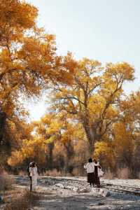 塔里木胡楊林國家森林公園一日遊攻略