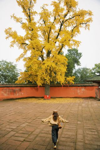 太美了慈雲寺的銀杏讓我留住了秋色