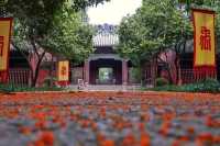 紹興古城桂花季盛開