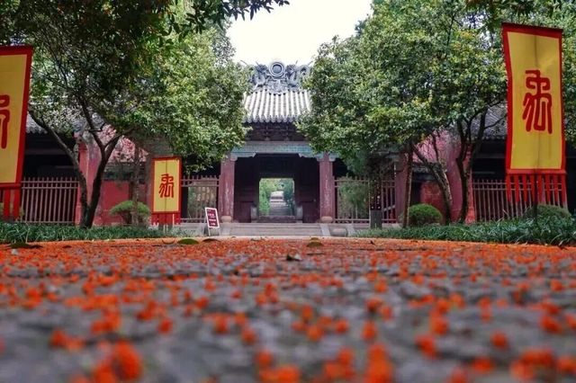 紹興古城桂花季盛開