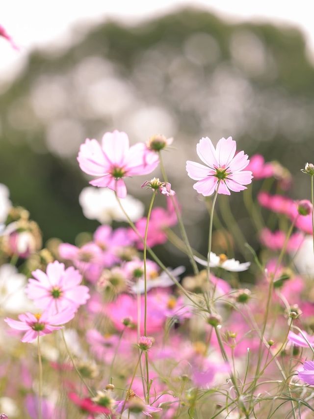 大阪粉白花海拍照聖地