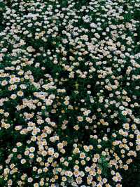 從晨曦到日暮,每一幀都是花漾暴擊