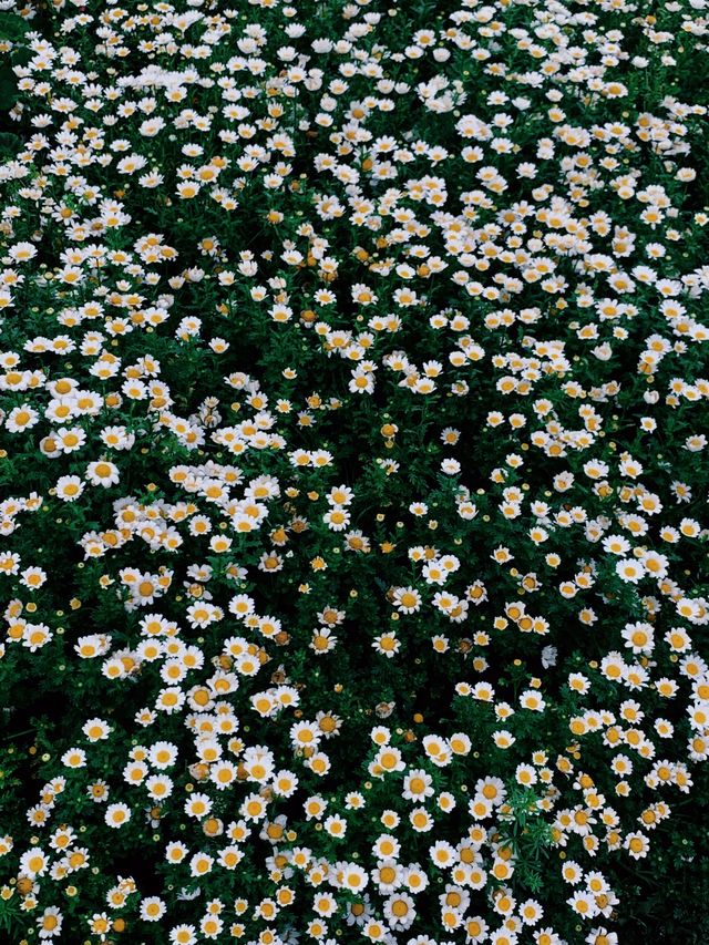 從晨曦到日暮,每一幀都是花漾暴擊 從晨曦到日暮,每一幀都是花漾暴擊