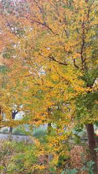 城市中心的秋日童話