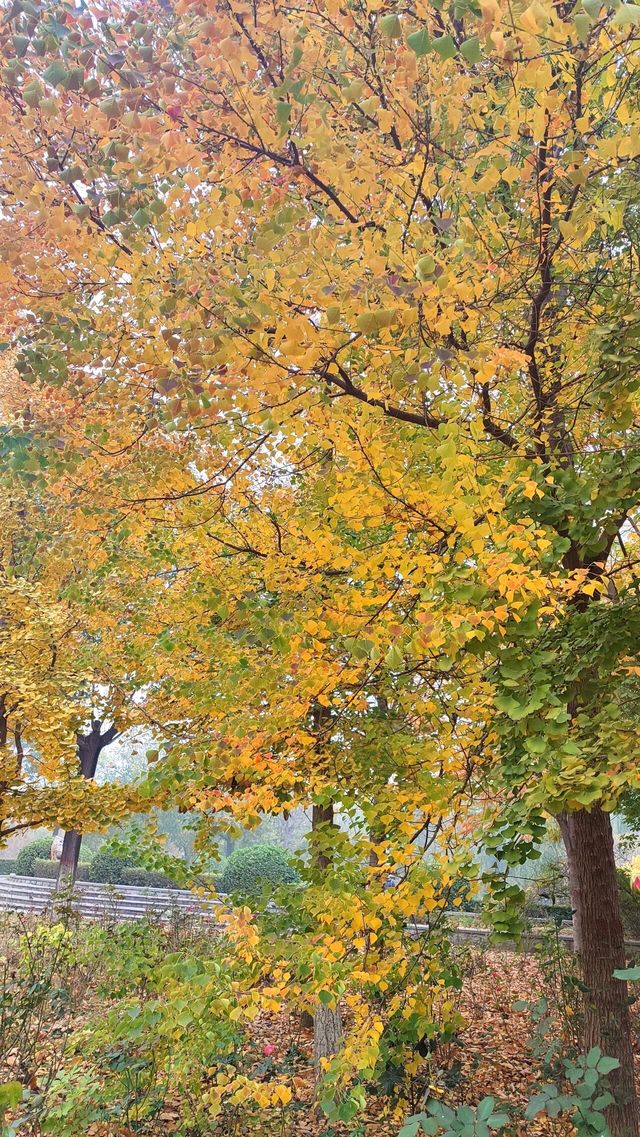 城市中心的秋日童話