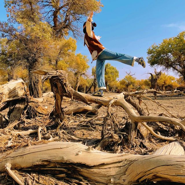 新疆胡楊林公園景區3天2夜5000元旅遊攻略