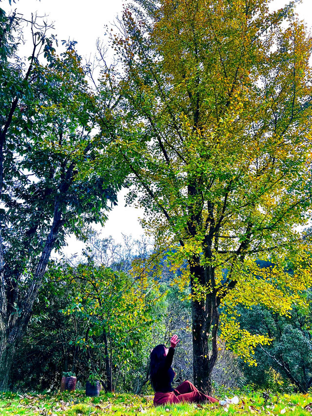 🍂 A Quiet Afternoon at Ziwei Mountain Villa 🍂 A Quiet Afternoon at Ziwei Mountain Villa