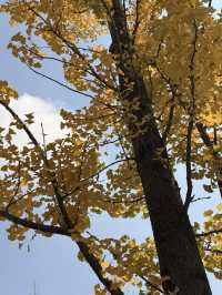 麒麟城的初冬,是打翻的調色盤