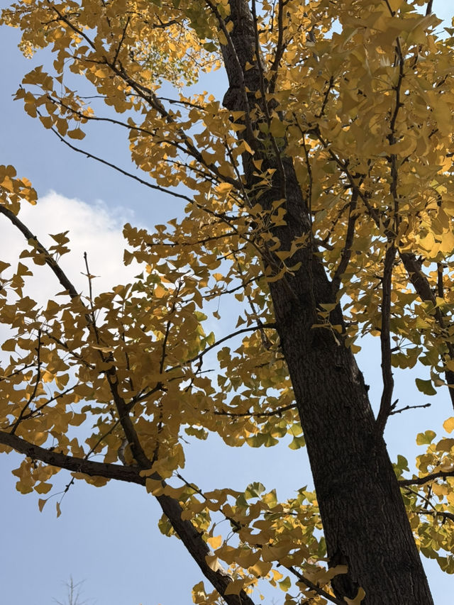 麒麟城的初冬,是打翻的調色盤 麒麟城的初冬,是打翻的調色盤