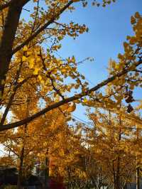 會澤秋韻：在時光摺皺裡拾起一城金黃