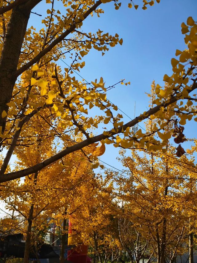 會澤秋韻：在時光摺皺裡拾起一城金黃