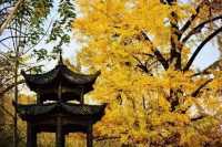 歡迎來千年銀杏谷文化來旅遊