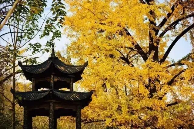 歡迎來千年銀杏谷文化來旅遊