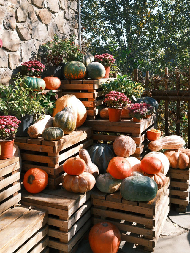 「坡峰嶺紅葉秘境·北京秋日天花板」