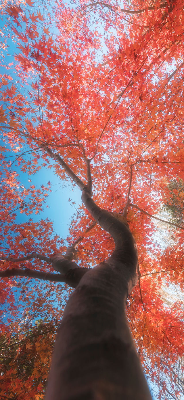 霜染亞布力：楓林藏小徑，暖居枕秋聲