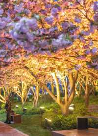 夜櫻暴擊!北外灘晚櫻秘境美到犯規!