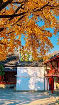 南京棲霞山秋色實測｜銀杏金黃楓葉漸變，下週顏值巔峰！